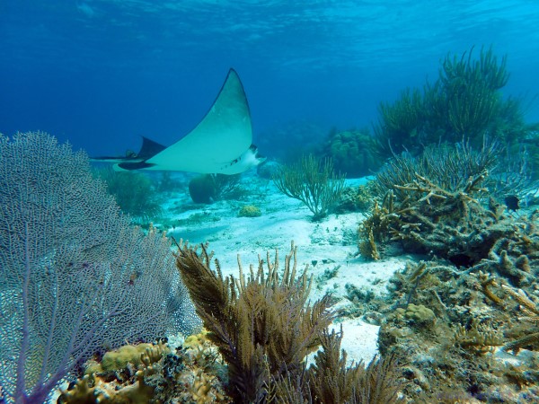 Ray on the coral reef in Belize