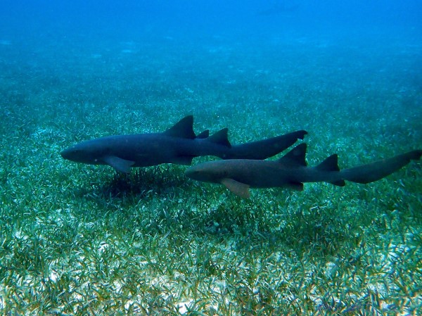Nurse sharks in the Shark Reef, Belize