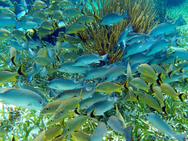 Snorkeling among coral reef fish in Belize