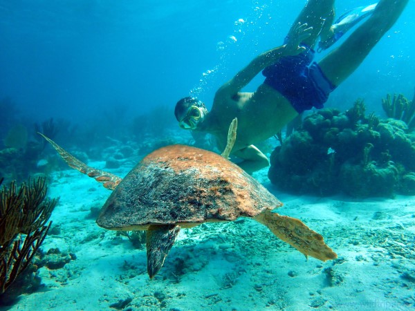 Turtle on the coral reef in Belize