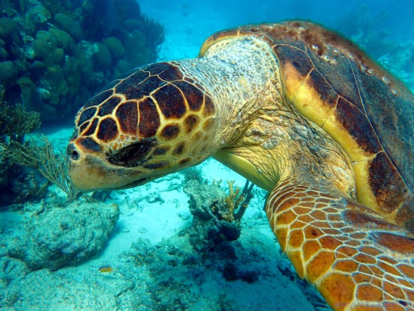 Turtle on the coral reef in Belize