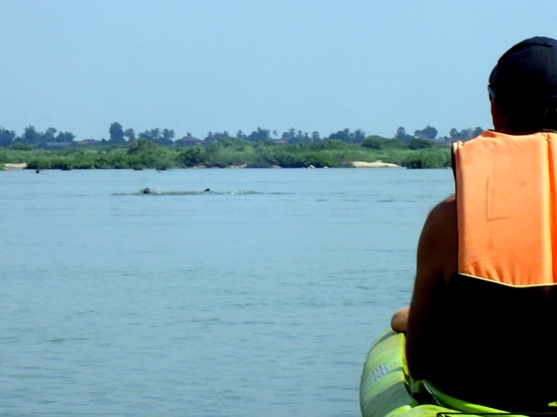 delfini Irrawaddy sul Mekong a Kratie