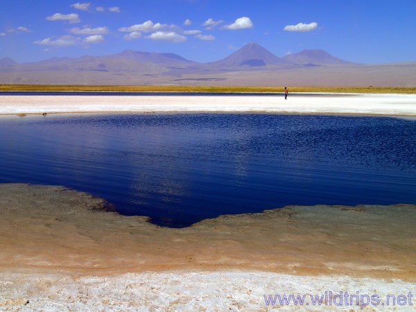 Laguna Cejar, Atacama