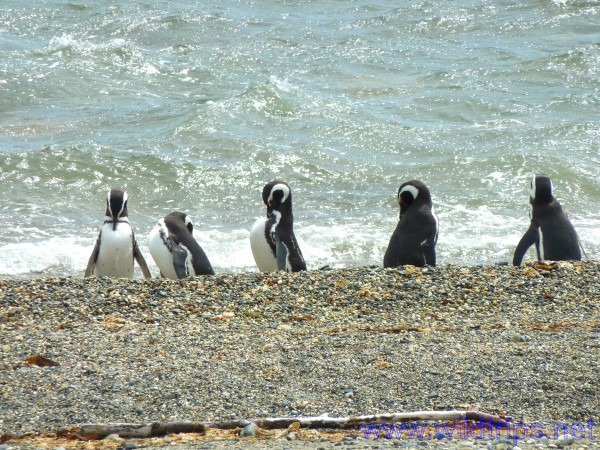 Penguins, Seno Otway, Patagonia