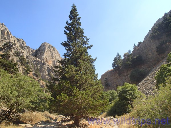 Canyon di Imbros, interno di Creta