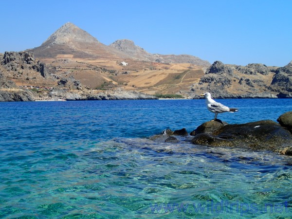 Un gabbiano a Plakias, sud di Creta