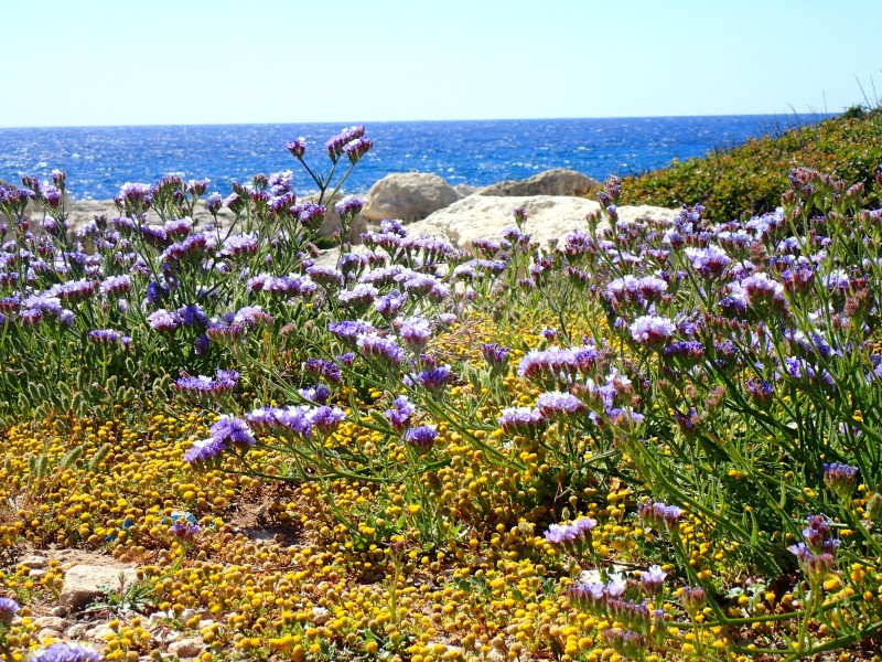 Fiori sulla penisola di Akamas, Cipro