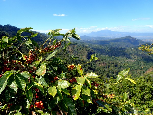 Pianta di caffè, El Salvador