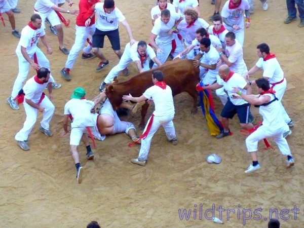 Pamplona Bull
