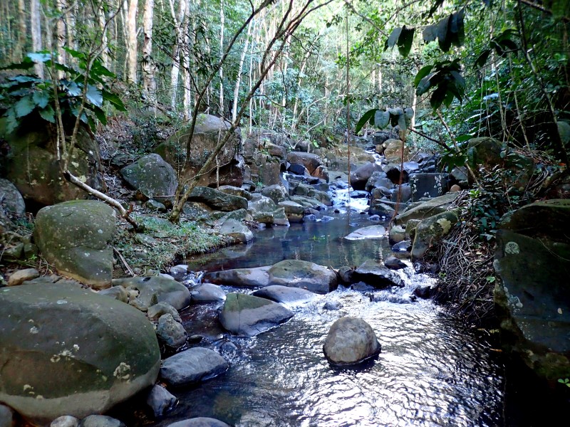 Tropical forest and river near Deshaies, Guadeloupe