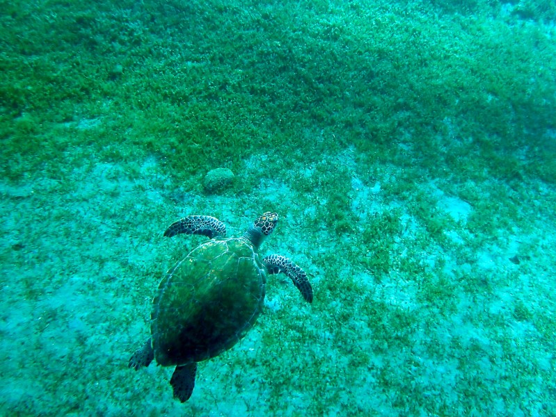 Turtle at Cousteau Reserve, Guadeloupe