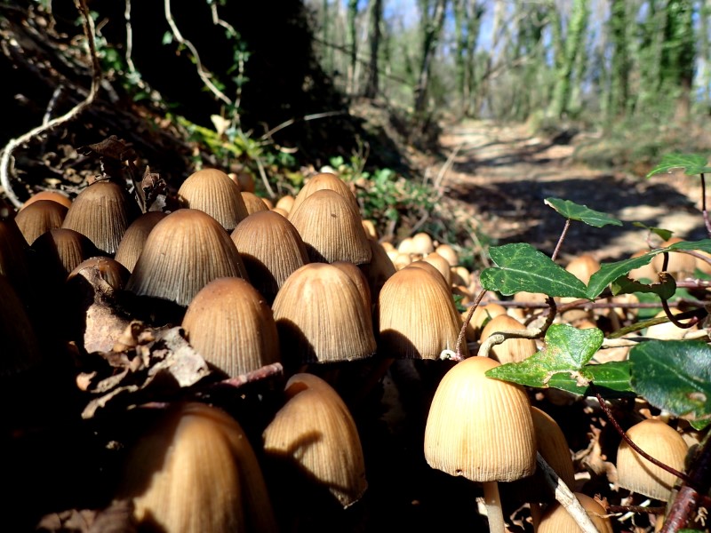 Funghi nel bosco sul Monte Capenardo