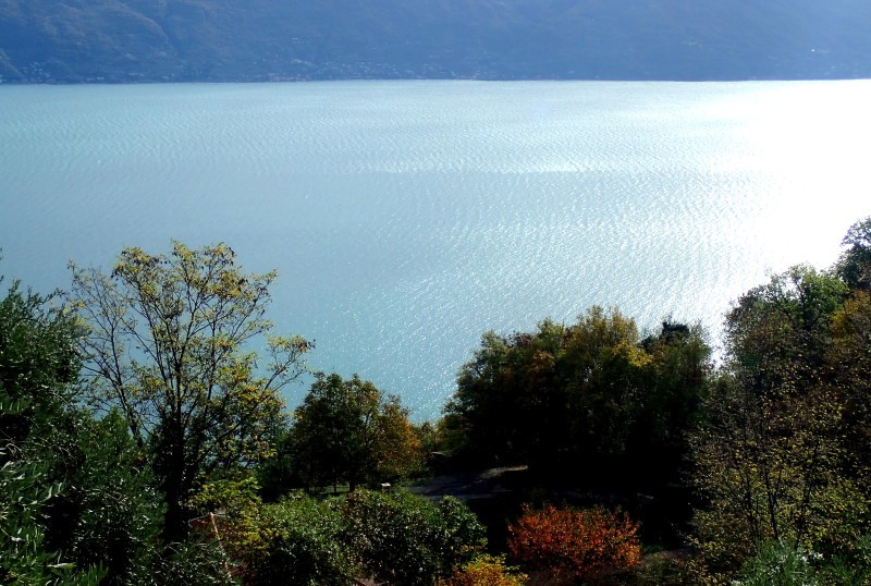 Alberi sul lago di Garda