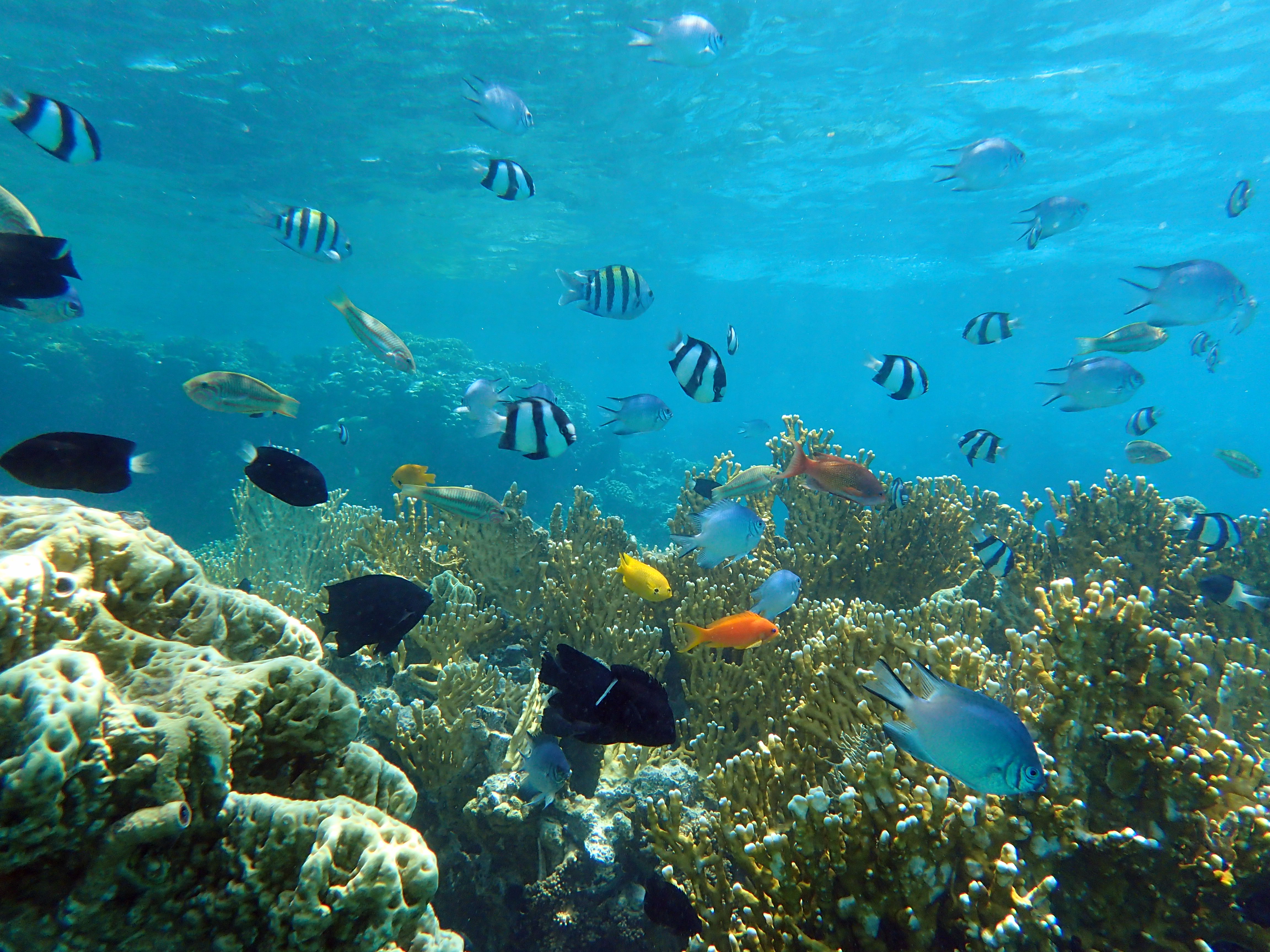Red Sea Corals, Jordan