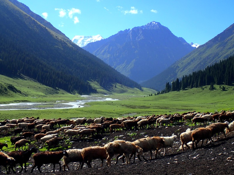 Pecore ad Altyn Arashan in Kirghizistan