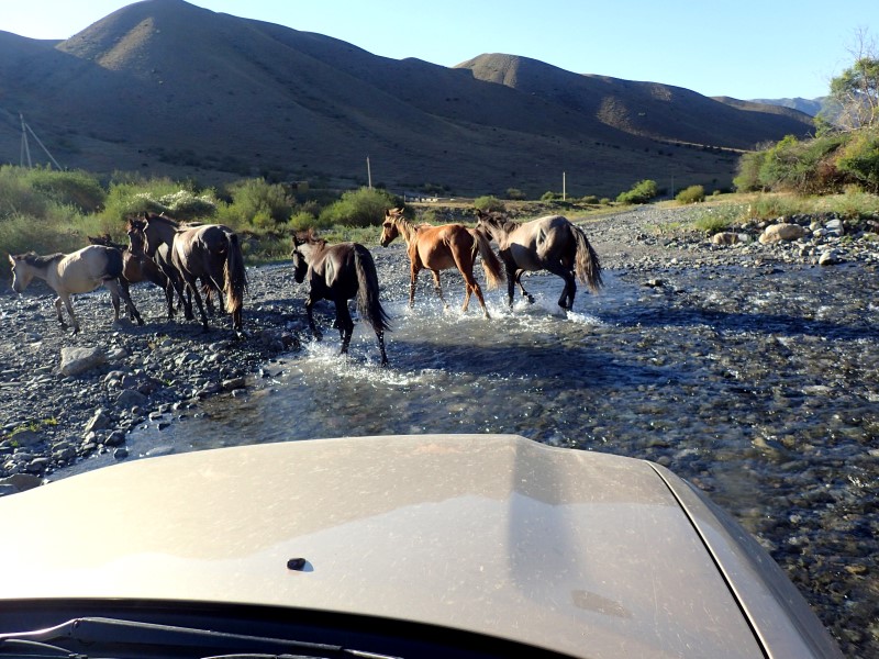 Cavalli lungo la strada per il lago Kaindy