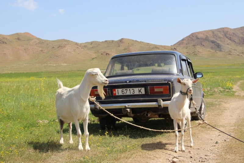 Una vecchia Lada tra le capre in Kirghizistan