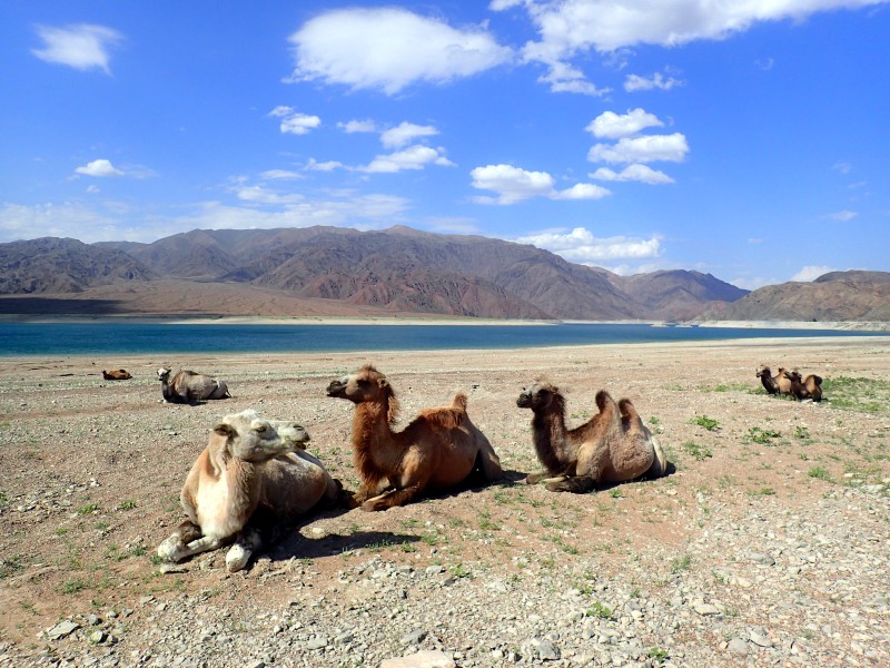 Camels on lake Orto Tokoy in Kyrgyzstan