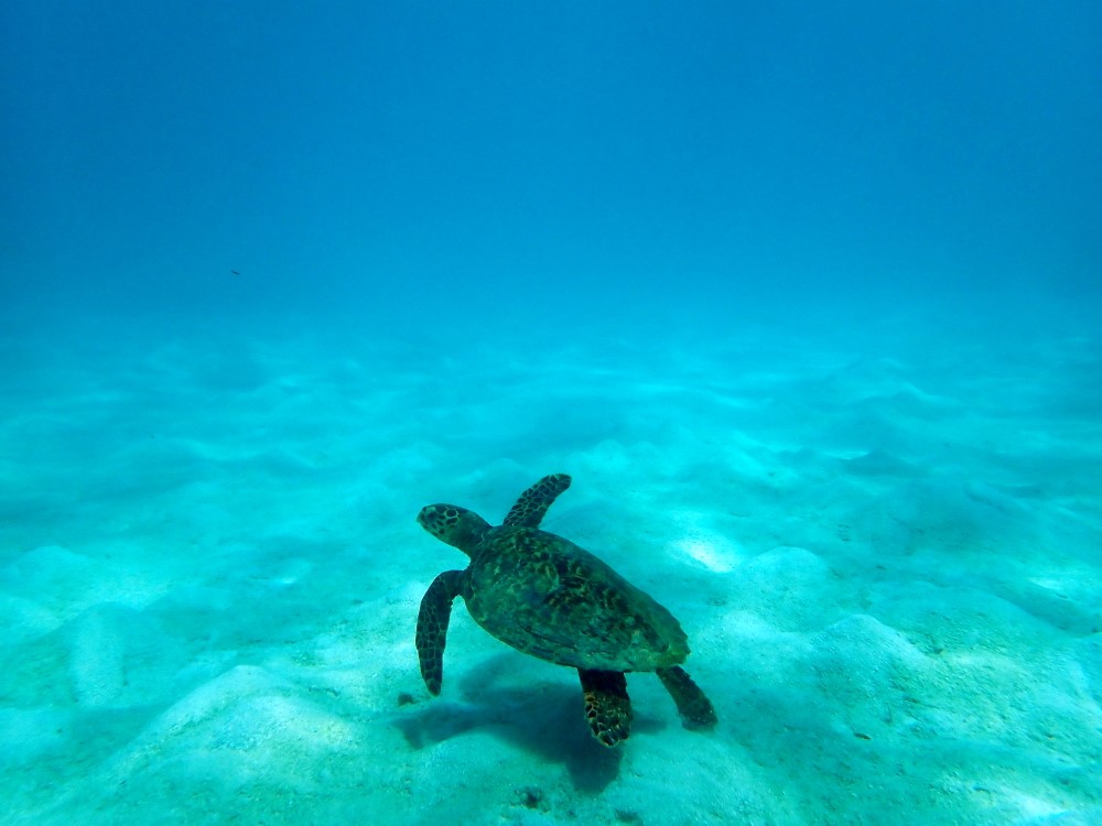 Snorkeling con una tartaruga alle Maldive