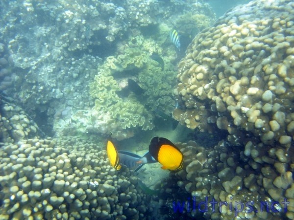 Oman Snorkeling