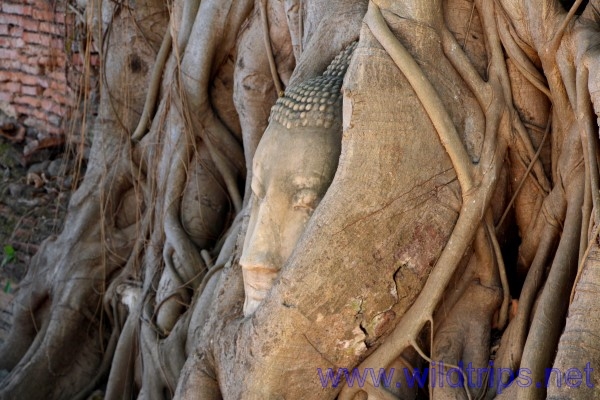 Testa nell'albero, rovine di Ayutthaya, Thailandia