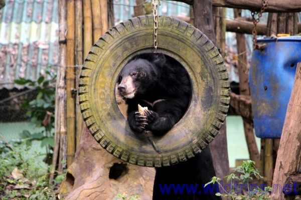 Bear in the park of Kuang Si waterfalls
