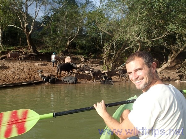 By kayak to Nong Khiaw, near water buffalos along river Ou