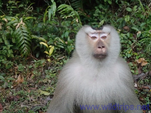 Scimmia nel parco di Khao Yai, Thailandia centrale
