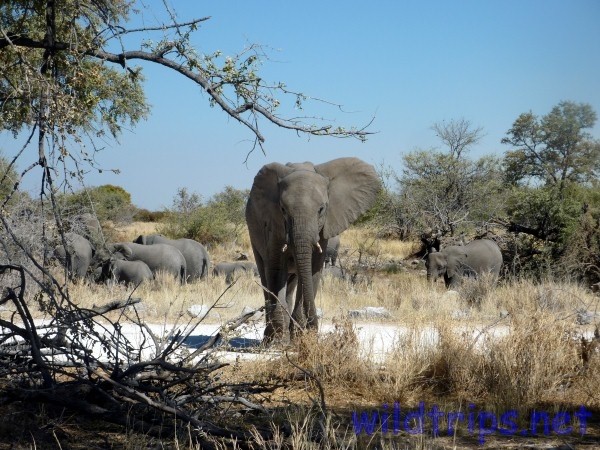 Elephant Namibia Etosha Park