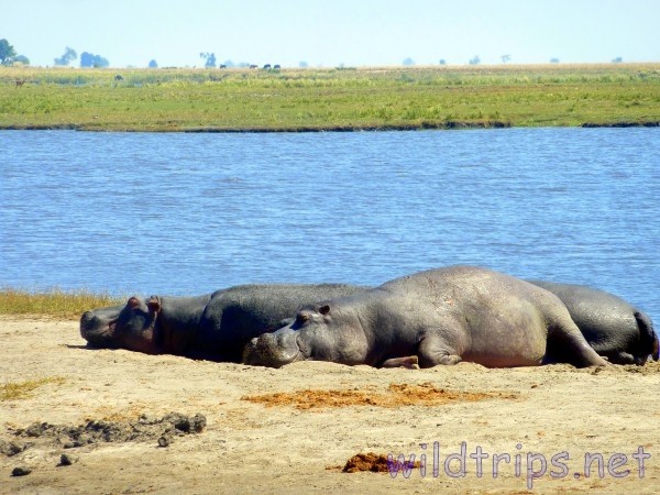 Ippopotami nel parco Chobe, in Botswana