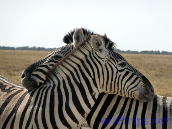 Zebras Cuddling
