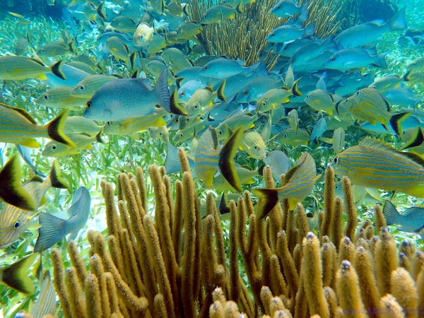 Pesci e barriera corallina in Belize