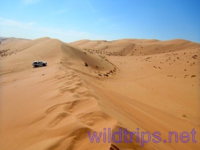 Jeep on a dune in the Al Sharqiya Sands Desert in Oman