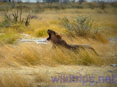 Lion in the Etosha Park, Namibia