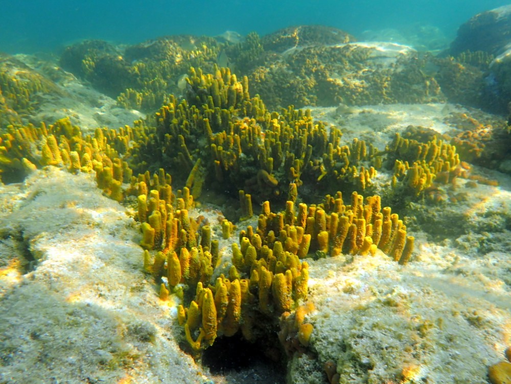 Coralli Isola Diaporos