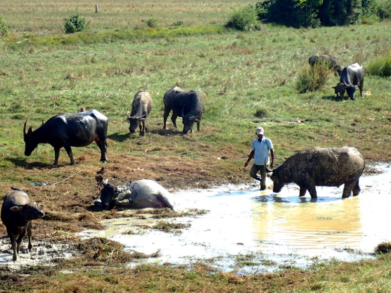 Bufali nel fango in Cambogia