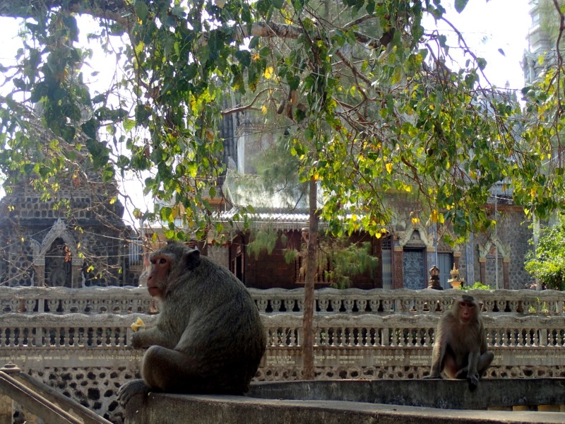 Le scimmie di Phnom Pros