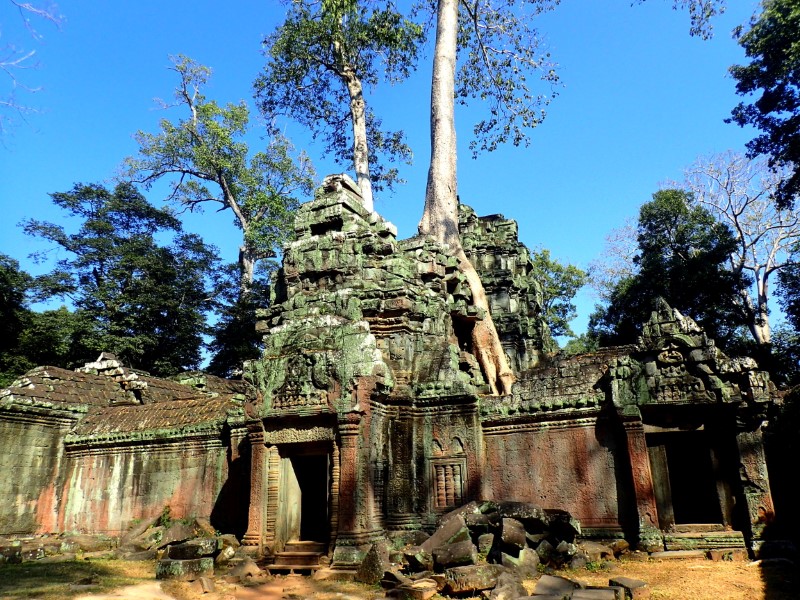 Tempio di Ta Prohm, Angkor, Cambogia