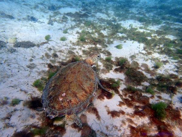 Tartaruga a Tobago Cays, Caraibi