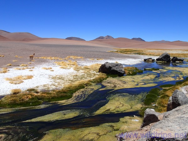 Altopiano di Atacama
