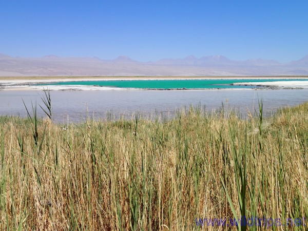 Laguna Cejar, Atacama