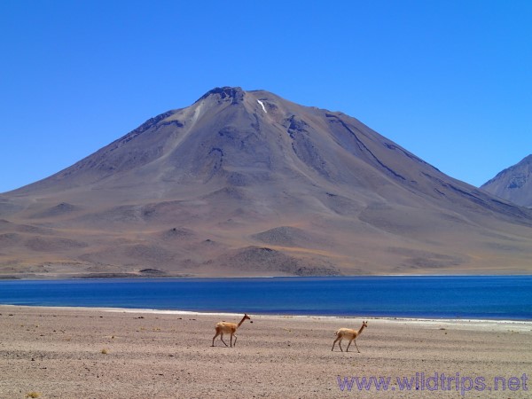 Laguna Miscanti, Atacama