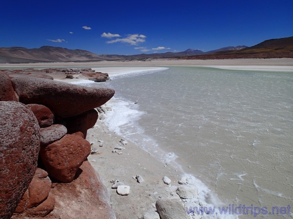 Salar e Laguna Aguas Calientes, Atacama