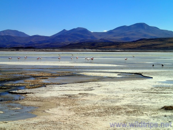 Salar and Laguna Aguas Calientes, Atacama