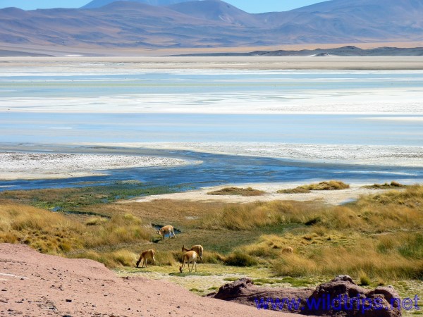 Salar and Laguna Aguas Calientes, Atacama