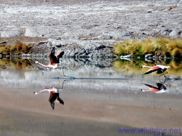 Flamingos at Laguna Santa Rosa, Nevado de Tres Cruces, Chile
