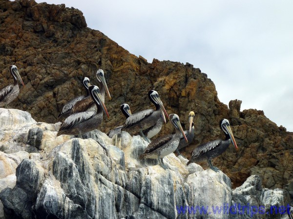 Pelicans in the Parque Pan de Azucar, Chile