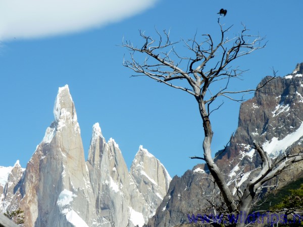 Cerro Torre, Patagonia Argentina