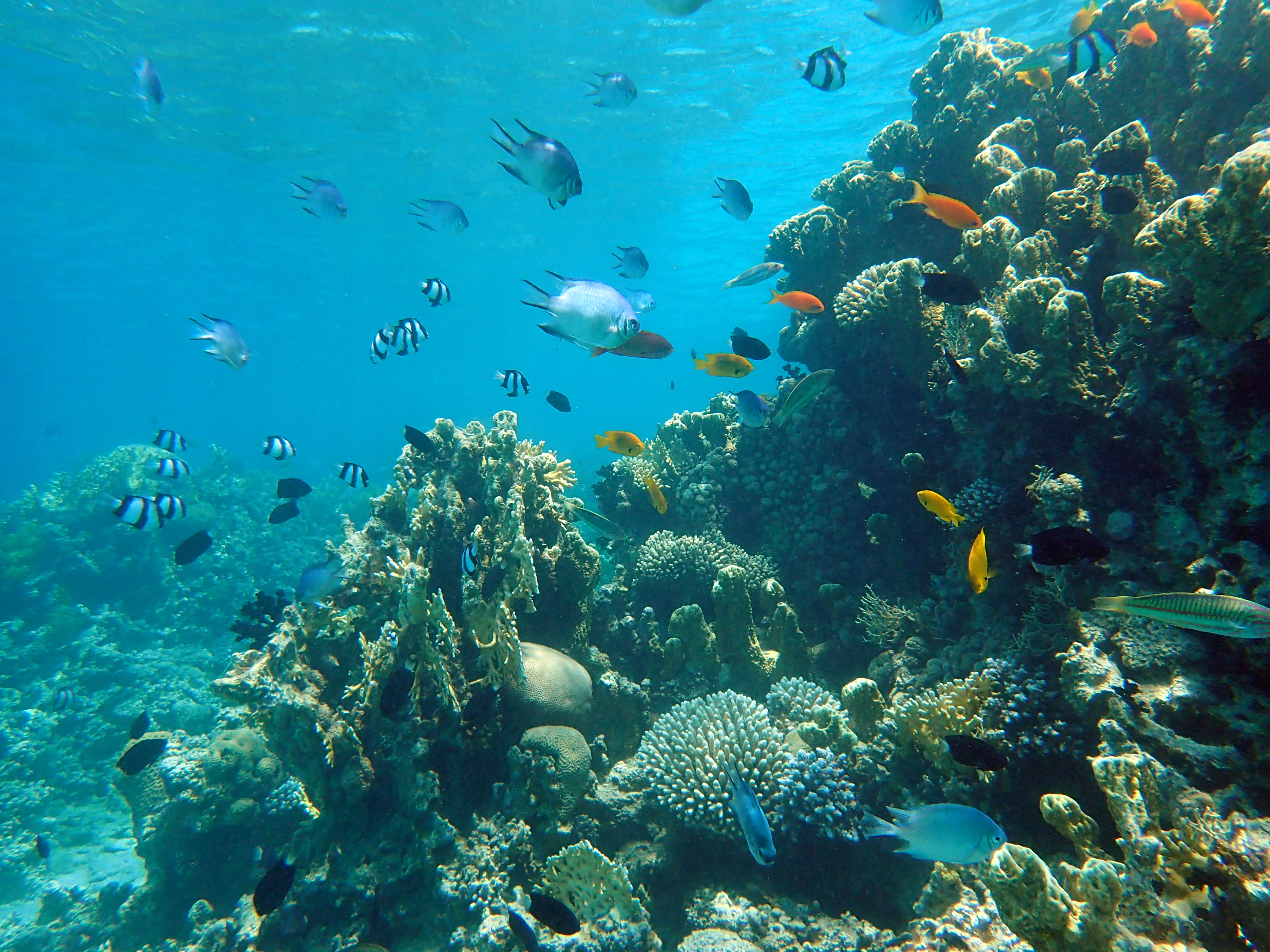 Snorkeling coi pesci del Mar Rosso