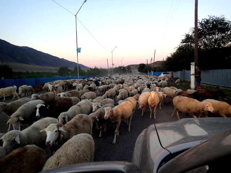 Una strada trafficata da pecore in Kazakistan